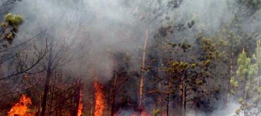 Incendio forestal afecta comunidad de Constanza R.D.