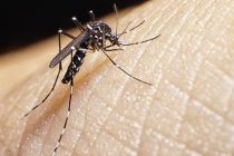 Zika, un virus que ha sido detectado en América Latina