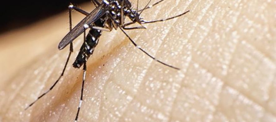 Zika, un virus que ha sido detectado en América Latina