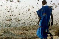 La FAO advierte que plaga de langosta podría afectar África y Oriente Medio