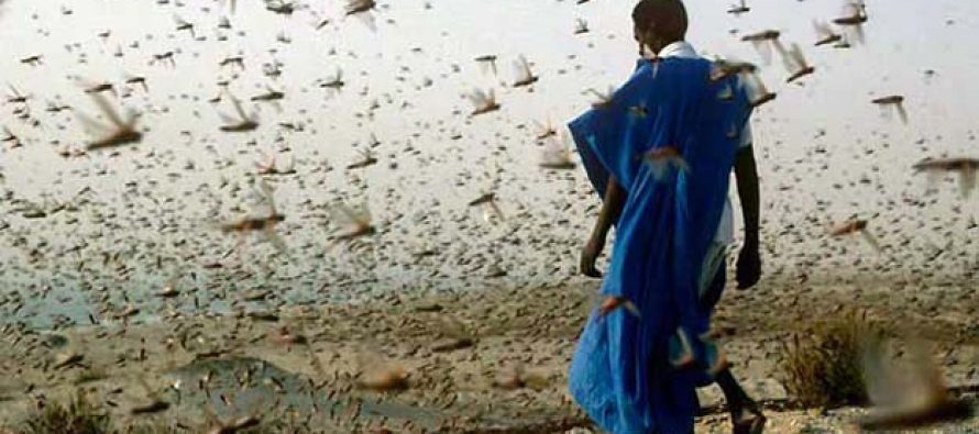 La FAO advierte que plaga de langosta podría afectar África y Oriente Medio