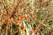 Una plaga apocalíptica de langostas asola Argentina