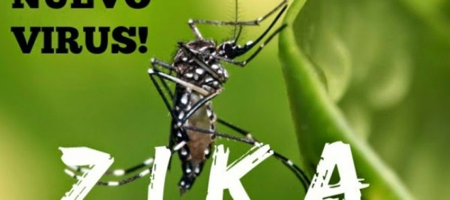 Zika, el peligroso virus que podria ser una pandemia global
