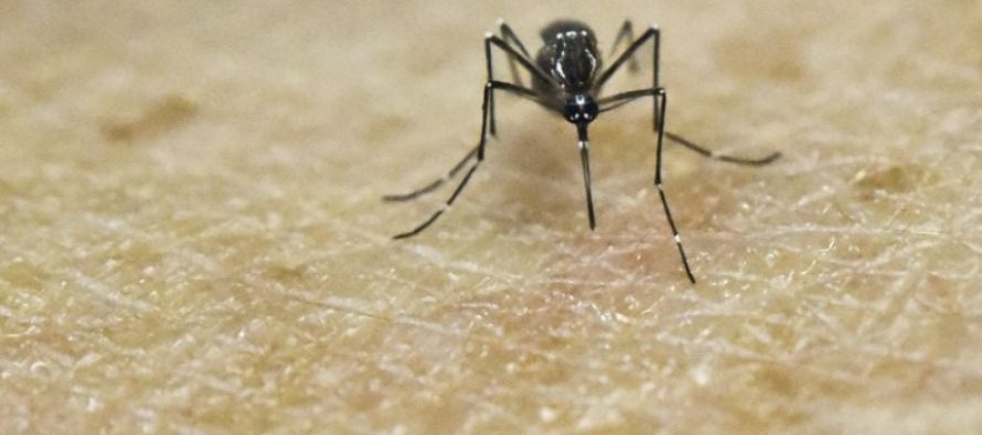 Colombia registra 55.724 casos de zika, 10.319 en embarazadas