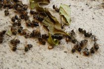 La muerte masiva de abejas presagian una hambruna mundial