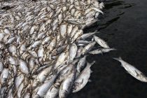 Pescador: En mis 40 años nunca había visto nada parecido. Miles de peces muertos en Vietnam