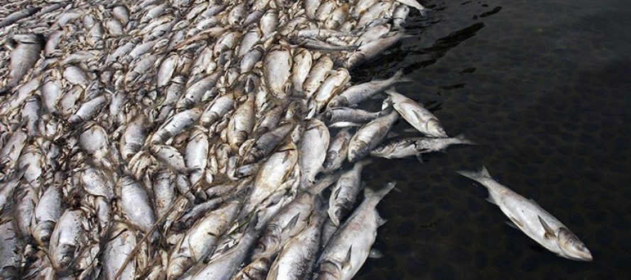 Pescador: En mis 40 años nunca había visto nada parecido. Miles de peces muertos en Vietnam