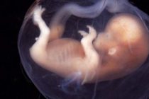 Países Bajos permitirá el cultivo de embriones humanos
