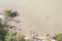 Aparecen 81 orcas negras muertas por causas desconocidas en la costa del sur de Florida