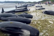 Encuentran unas 300 ballenas muertas en Nueva Zelanda