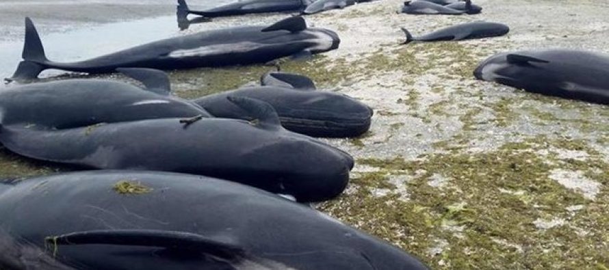 Encuentran unas 300 ballenas muertas en Nueva Zelanda