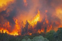 El Amazonas se encuentra en peligro tras informarse de nuevos incendios a gran escala