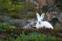 Un mortal virus similar al ébola se propaga entre los conejos en EE.UU. y México