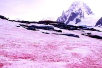 Aparece nieve rosa en los Alpes y no es una buena noticia