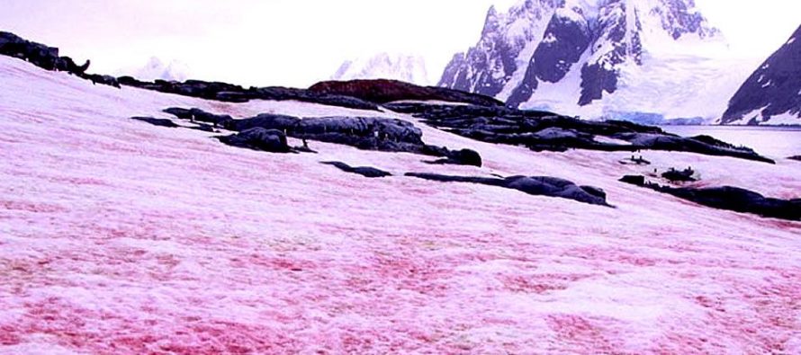 Aparece nieve rosa en los Alpes y no es una buena noticia