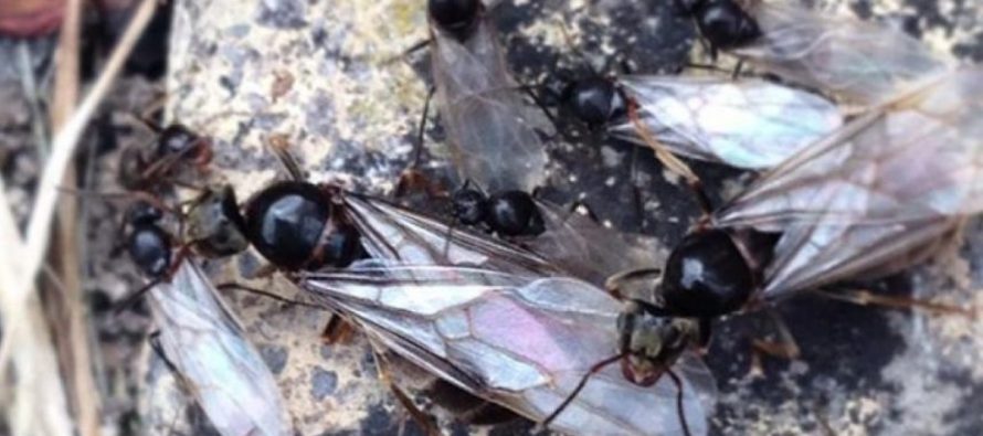 Radares meteorológicos británicos detectan enormes enjambres de hormigas voladoras