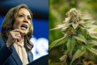 Kamala Harris promete despenalizar la marihuana si gana la presidencia de Estados Unidos