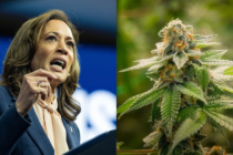 Kamala Harris promete despenalizar la marihuana si gana la presidencia de Estados Unidos