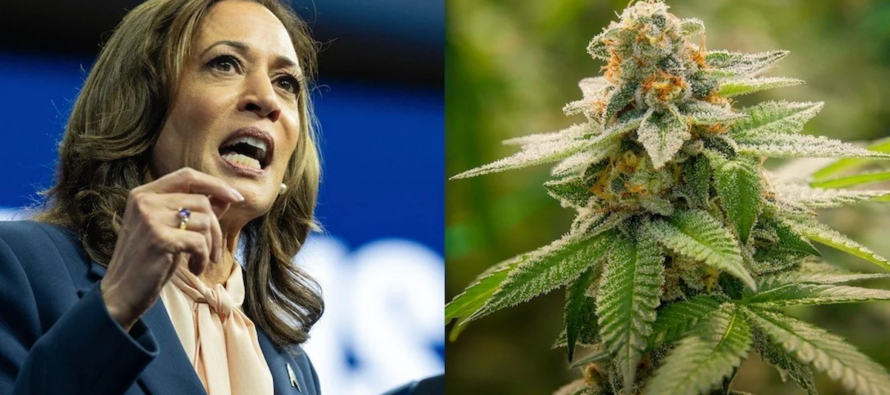 Kamala Harris promete despenalizar la marihuana si gana la presidencia de Estados Unidos